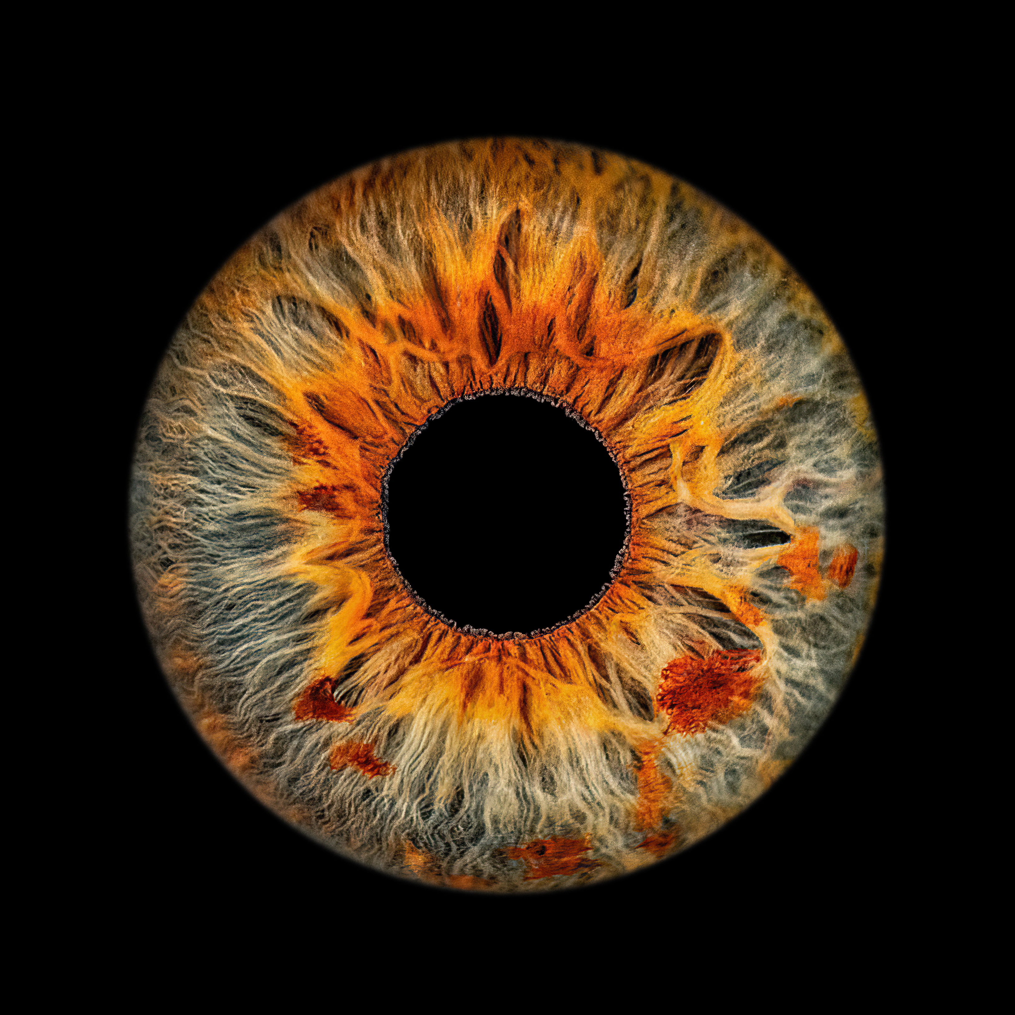 Iris